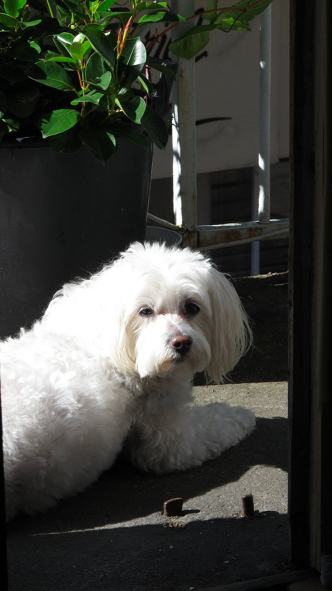 Fonzy participe au concours pour gagner de l'argent avec cette photo : canidae, carnivore, companion_dog, dog, dog_breed, door, fur, mal_shi, maltepoo, non_sporting_group, plant, shih_poo, small_terrier, sporting_group, terrier, toy_dog, water_dog, working_animal