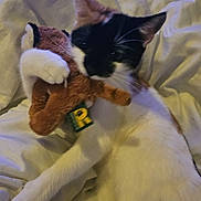 Ruby is registered to the contest to win money with this photo: animal, bed, black_and_white_cat, calico, cat, claws, cozy, cute, feline, fur, home, indoor, paw, pet, plush_toy, relaxing, resting, soft_toy, toy, white_blanket