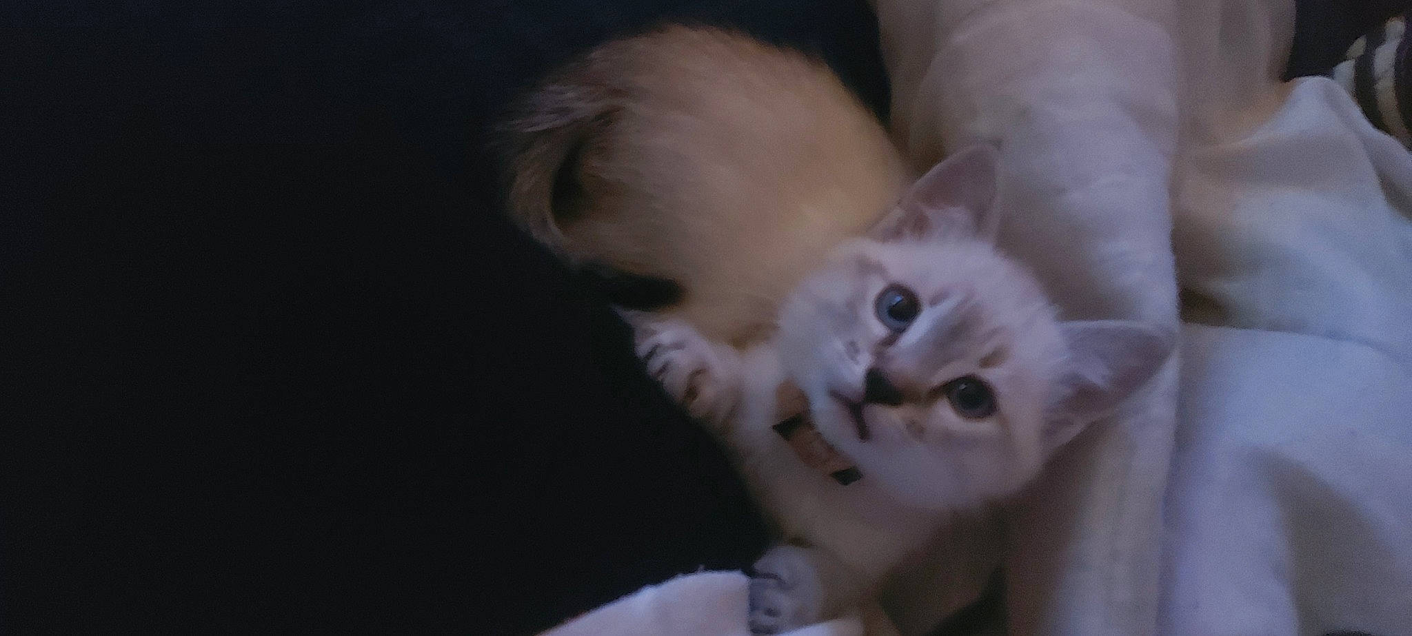 Nelson a rejoint le concours — aidez-le/la à gagner de superbes lots ! carnivore, cat, comfort, domestic_short_haired_cat, ear, eye, eyelash, fawn, felidae, fur, paw, small_to_medium_sized_cats, snout, tail, whiskers