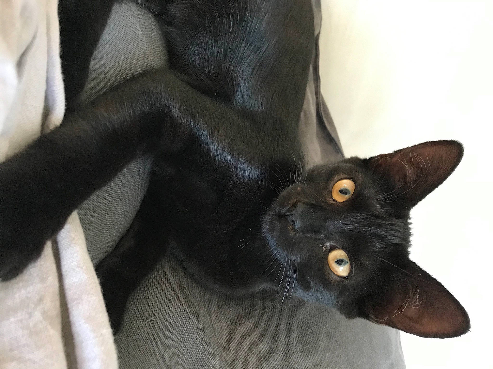 Hécate participe au concours pour gagner de l'argent avec cette photo : black_cat, bombay, burmese, carnivore, cat, domestic_short_haired_cat, felidae, havana_brown, korat, mammal, oriental_shorthair, russian_blue, small_to_medium_sized_cats, snout, whiskers