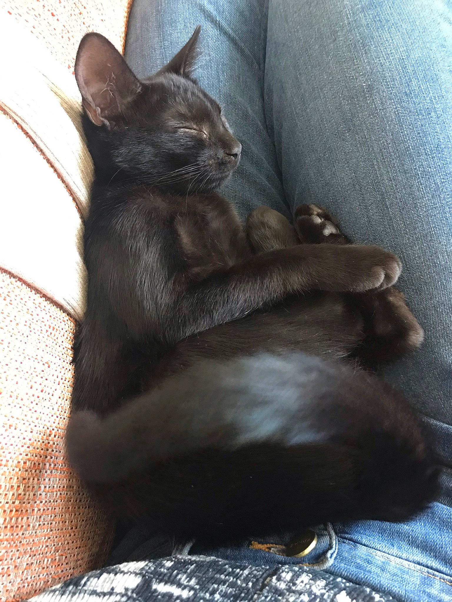 Hécate a rejoint le concours — aidez-le/la à gagner de superbes lots ! asian, black_cat, bombay, burmese, carnivore, cat, claw, domestic_short_haired_cat, felidae, havana_brown, kitten, korat, mammal, paw, russian_blue, skin, small_to_medium_sized_cats, snout, tail, whiskers