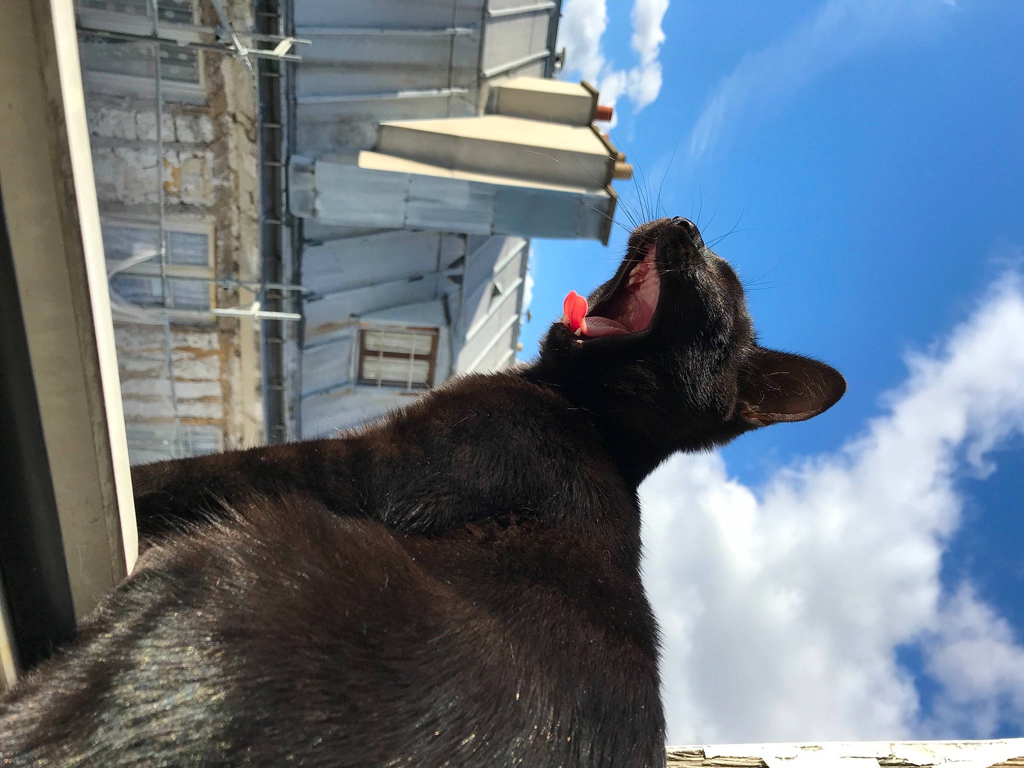 Hécate participe au concours pour gagner de l'argent avec cette photo : black_cat, canidae, carnivore, cat, felidae, havana_brown, korat, mammal, small_to_medium_sized_cats, whiskers