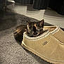 kitten, cat, tortoiseshell, slipper, ugg, carpet, indoor, pet, cute, small, feline, cozy, footwear, curious, animal, resting, soft_lighting, shadow, black_curtain, floor