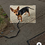Mighty Mouse is registered to the contest to win money with this photo: animal, black_and_brown, canine, close_up, companion, concrete, curious, daylight, dog, ears, focus_box, grass, leash, outdoor, pavement, pet, sidewalk, small_dog, standing, walking