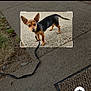 animal, black_and_brown, canine, close_up, companion, concrete, curious, daylight, dog, ears, focus_box, grass, leash, outdoor, pavement, pet, sidewalk, small_dog, standing, walking