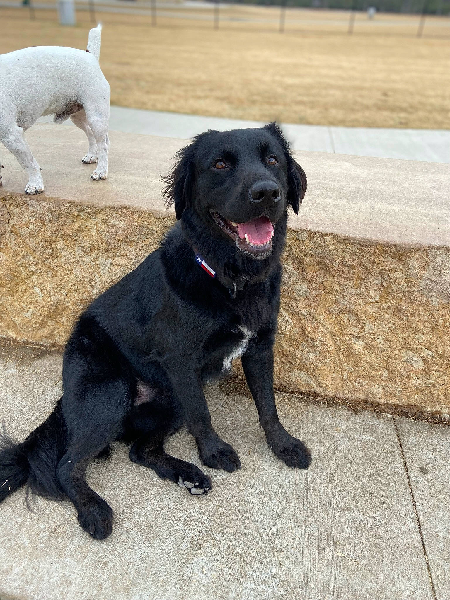 Baxter is registered to the contest to win money with this photo: borador, canidae, carnivore, collar, companion_dog, dog, dog_breed, dog_collar, fur, guard_dog, gun_dog, hunting_dog, labrador_retriever, retriever, snout, sporting_group, tail, working_animal, working_dog