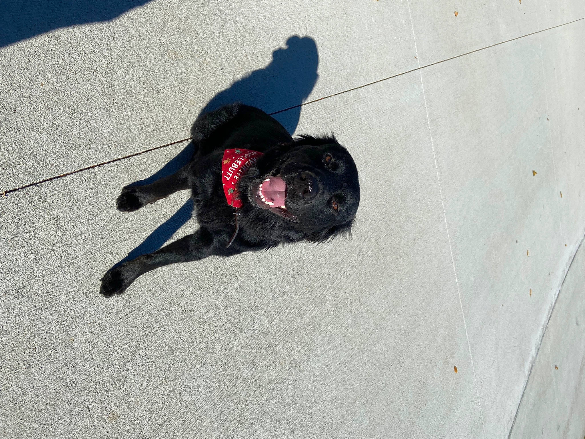 Baxter is registered to the contest to win money with this photo: art, asphalt, canidae, carmine, carnivore, concrete, dog, dog_breed, electric_blue, flooring, grey, leash, personal_protective_equipment, road_surface, shadow, sidewalk, snout, sporting_group, tail, tar