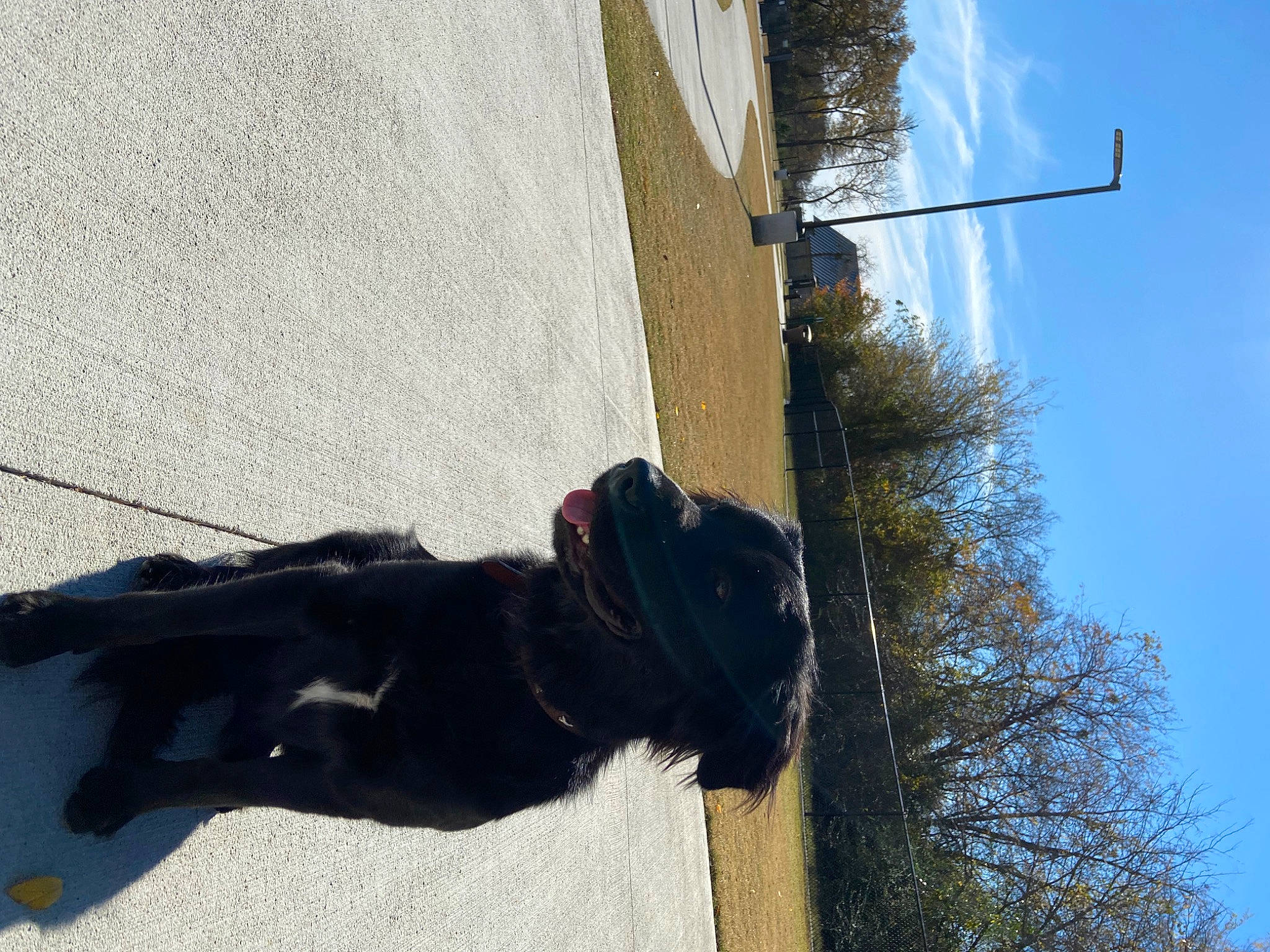 Baxter joined the competition — help win amazing prizes! canidae, carnivore, collar, dog, dog_breed, dog_collar, fur, leash, line, public_utility, shadow, sky, slope, sporting_group, tail, tints_and_shades, tree, winter, wire, working_animal