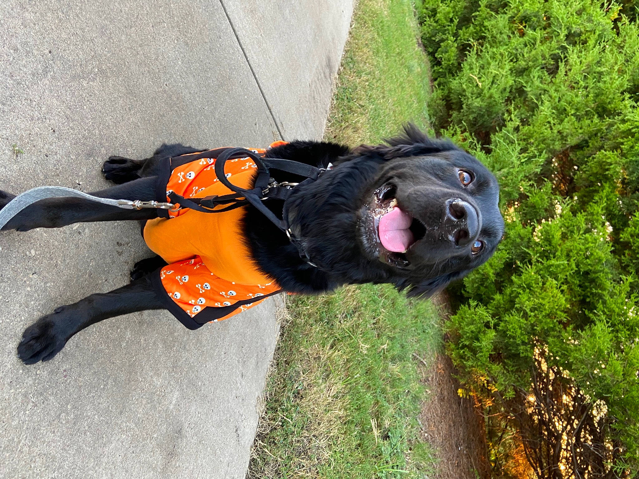Baxter is registered to the contest to win money with this photo: carnivore, collar, companion_dog, dog, dog_breed, dog_clothes, dog_collar, dog_supply, fashion_accessory, fawn, grass, guard_dog, leash, personal_protective_equipment, plant, snout, sporting_group, tail, tree, working_animal