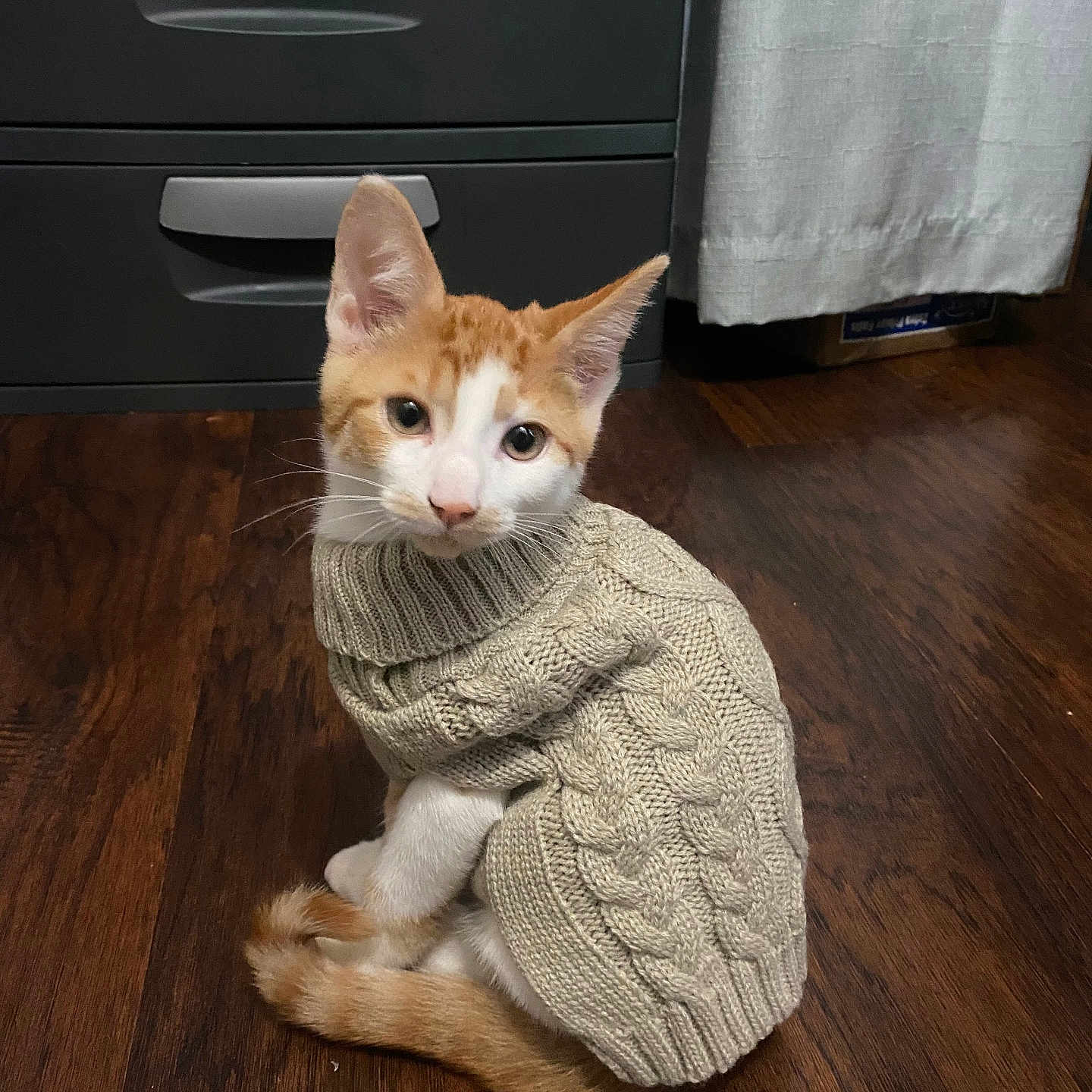 Michis is registered to the contest to win money with this photo: animal, cat, cozy, curtain, cute, domestic, drawer, floor, fur, indoor, kitten, knitted, looking_up, orange_and_white, pet, sitting, small, sweater, wooden_floor, young