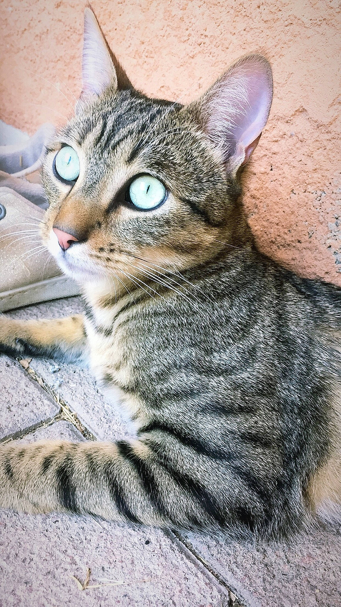 Stuart participe au concours pour gagner de l'argent avec cette photo : aegean_cat, asian, australian_mist, california_spangled, carnivore, cat, chausie, domestic_short_haired_cat, dragon_li, egyptian_mau, european_shorthair, felidae, mammal, ocicat, pixie_bob, small_to_medium_sized_cats, snout, tabby_cat, vertebrate, whiskers