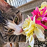cat, tabby, flower, artificial_flower, close_up, whiskers, green_eyes, sniffing, pet, outdoor, stone_surface, colorful, pink_flower, yellow_flower, nature, animal, fur, nose, curious, background_blur
