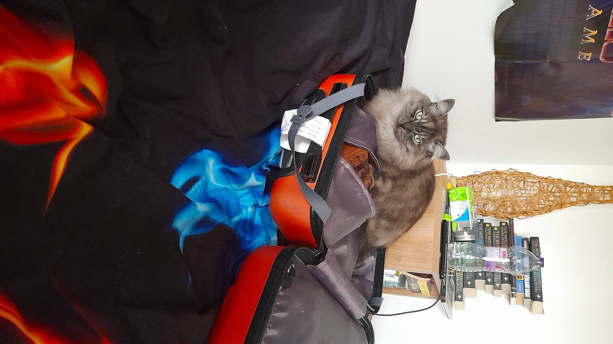 Rocket participe au concours pour gagner de l'argent avec cette photo : bag, carnivore, cat, comfort, domestic_short_haired_cat, electric_blue, fashion_accessory, felidae, fur, grey, luggage_and_bags, orange, personal_protective_equipment, small_to_medium_sized_cats, tail, whiskers