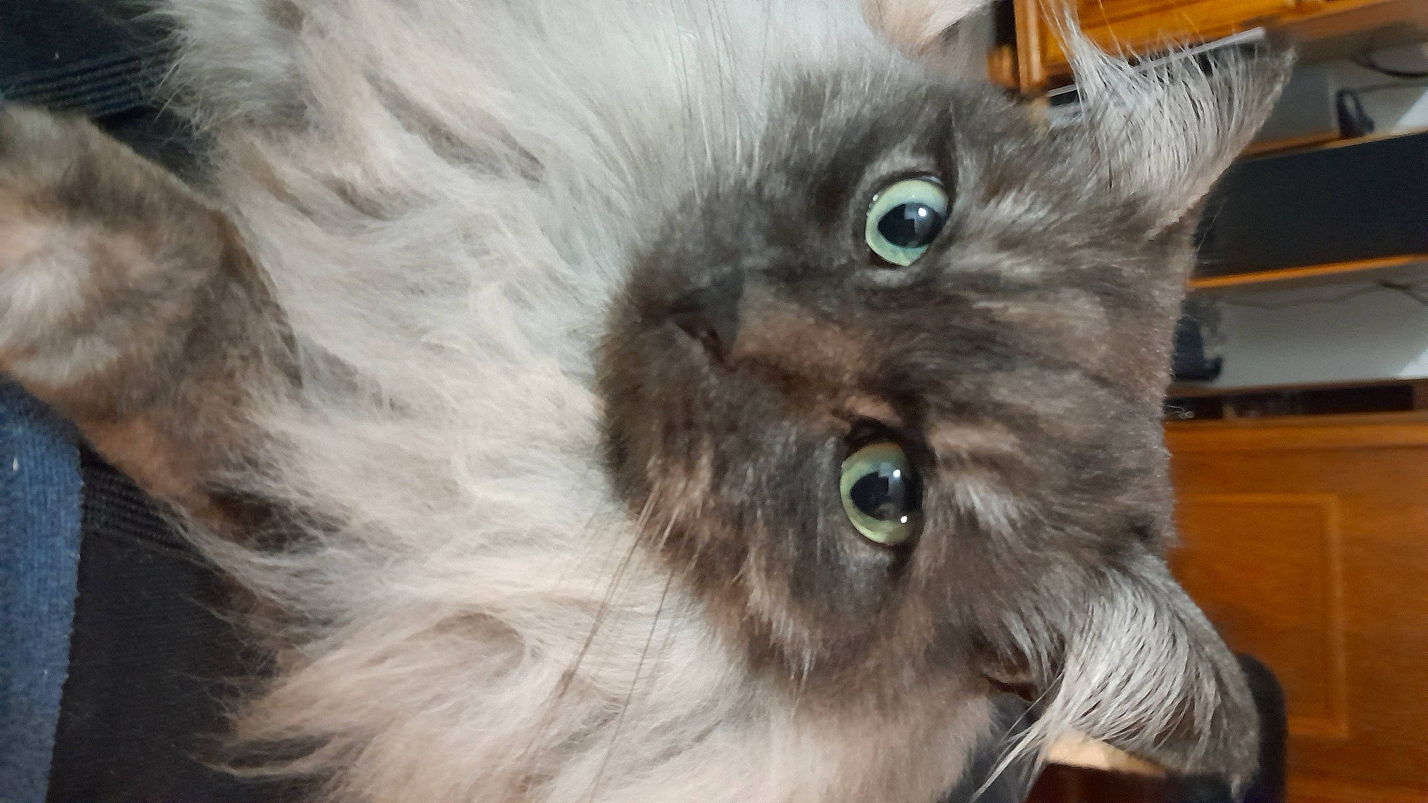 Rocket participe au concours pour gagner de l'argent avec cette photo : black_cat, carnivore, cat, domestic_short_haired_cat, ear, fawn, felidae, fur, liver, small_to_medium_sized_cats, snout, terrestrial_animal, tonkinese, whiskers, working_animal