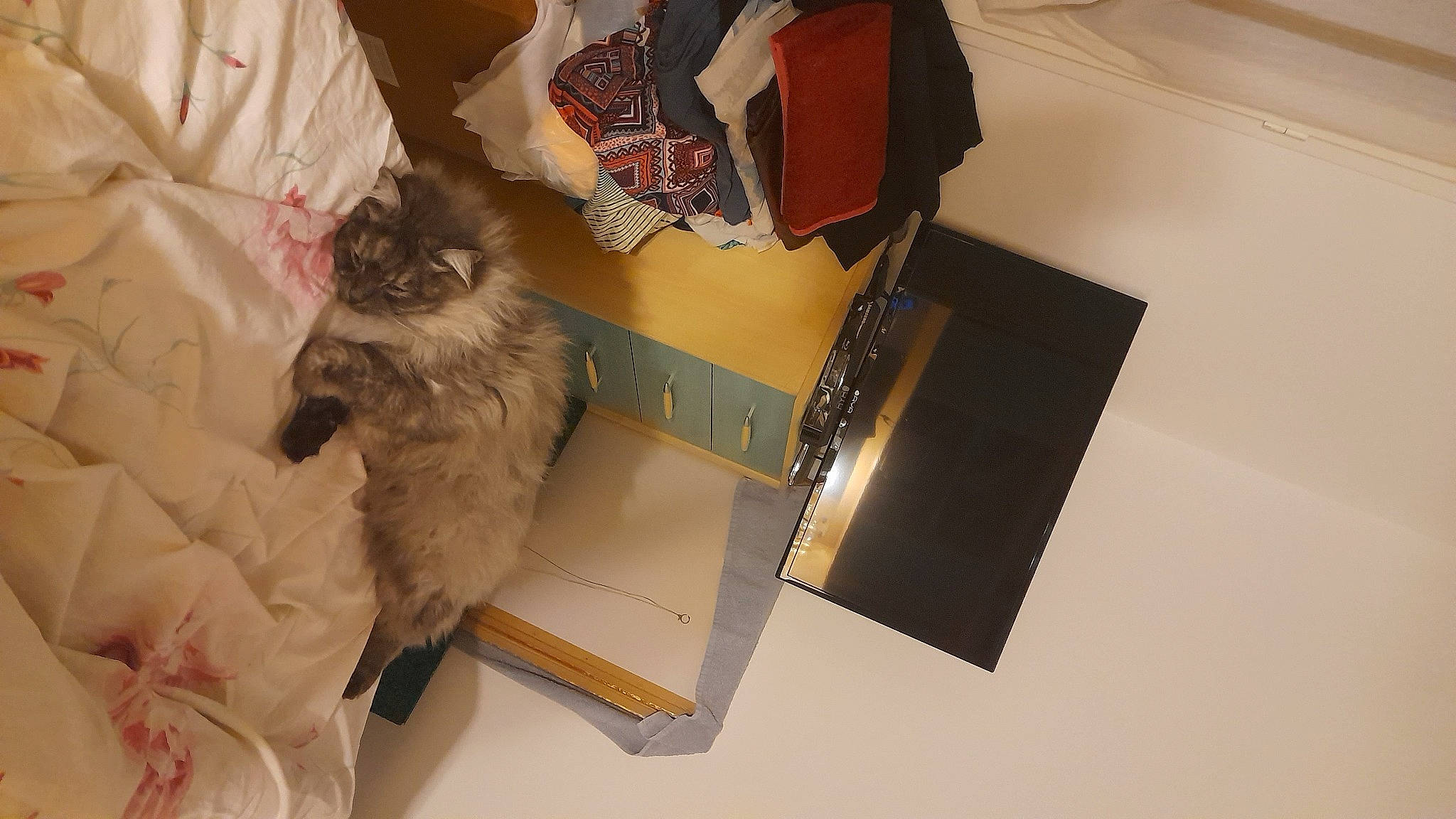 Rocket a rejoint le concours — aidez-le/la à gagner de superbes lots ! bag, beige, box, brown, cardboard, carnivore, carton, cat, comfort, fawn, felidae, fur, luggage_and_bags, packaging_and_labeling, packing_materials, pattern, room, shipping_box, small_to_medium_sized_cats, whiskers