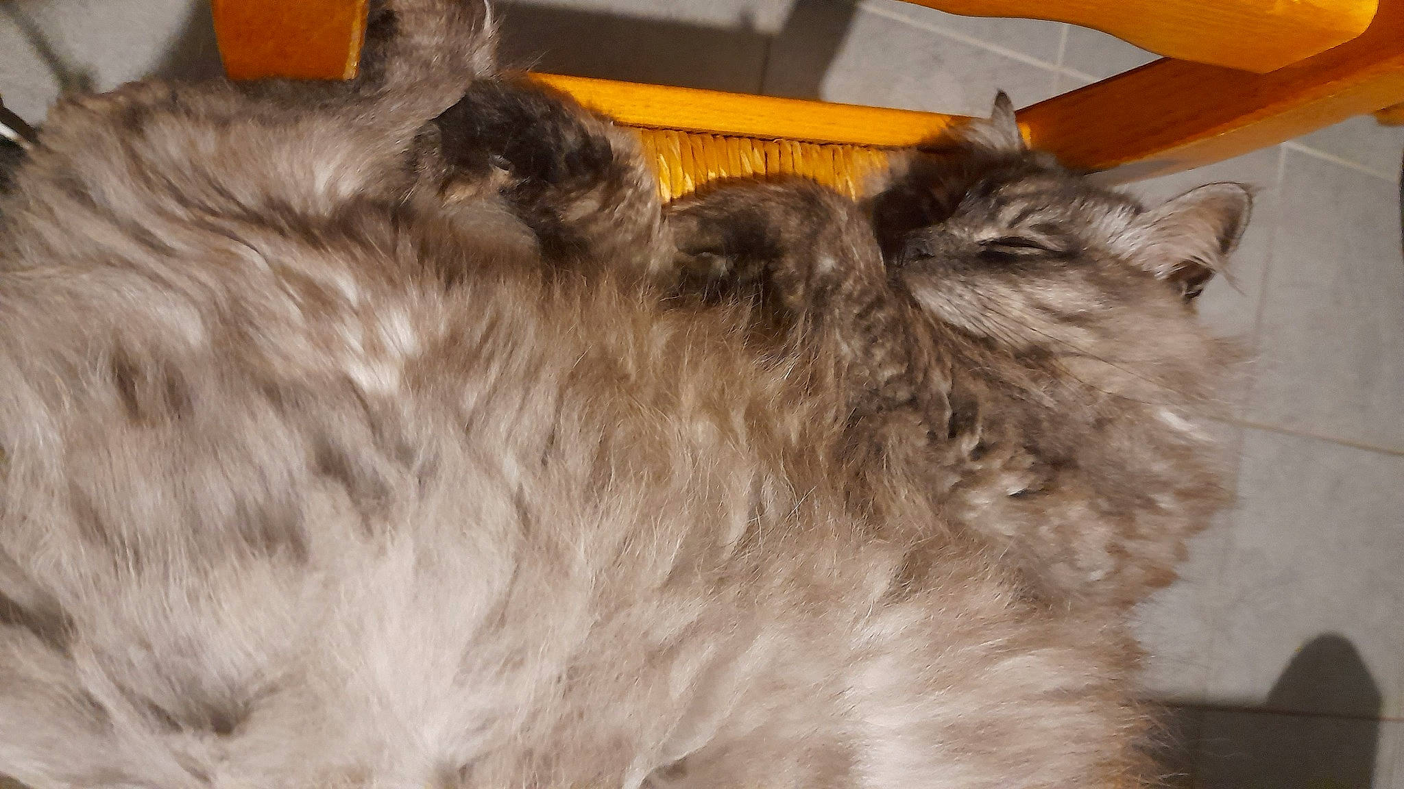 Rocket a rejoint le concours — aidez-le/la à gagner de superbes lots ! british_longhair, canidae, carnivore, cat, claw, comfort, companion_dog, dog_breed, fawn, felidae, fur, liver, paw, small_to_medium_sized_cats, snout, sporting_group, tail, terrestrial_animal, whiskers, working_animal