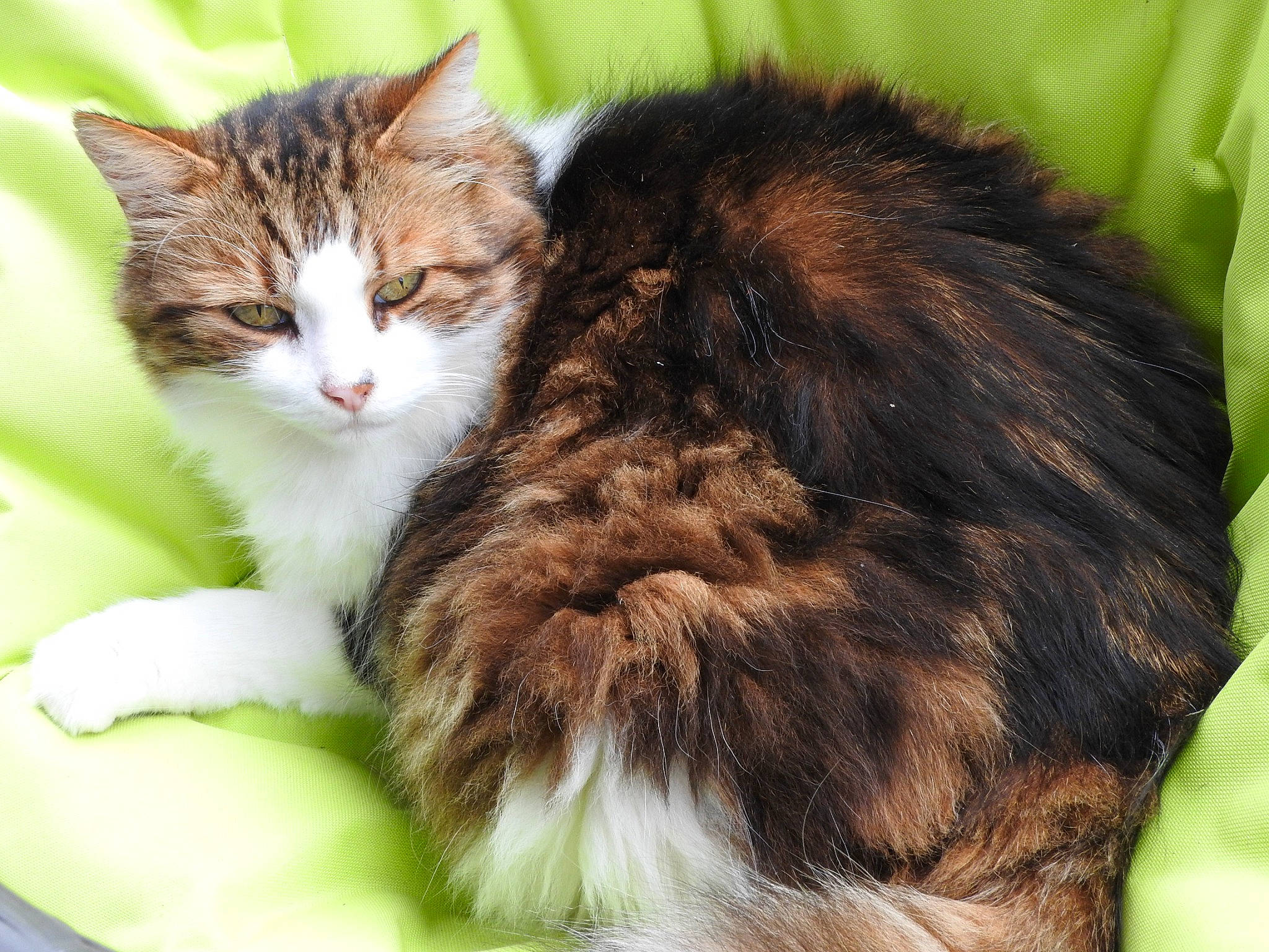 Newton a rejoint le concours — aidez-le/la à gagner de superbes lots ! carnivore, cat, cat_supply, claw, comfort, domestic_short_haired_cat, fawn, felidae, fur, grass, nap, paw, sleep, small_to_medium_sized_cats, snout, tail, terrestrial_animal, whiskers