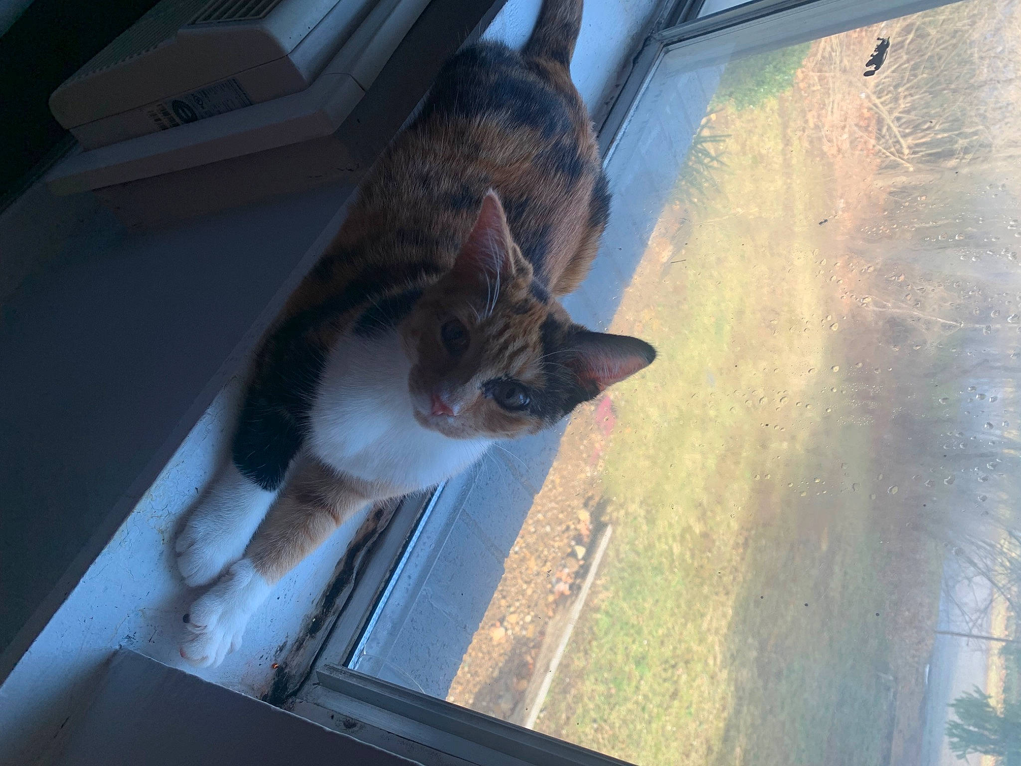 Callie joined the competition — help win amazing prizes! automotive_window_part, carnivore, cat, domestic_short_haired_cat, door, fawn, felidae, fur, mammal, small_to_medium_sized_cats, snout, sporting_group, tail, tints_and_shades, vehicle_door, vertebrate, whiskers, window, windshield, wood