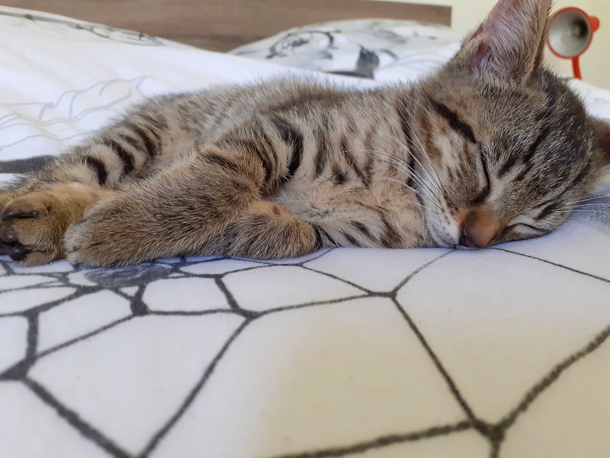 Mars a rejoint le concours — aidez-le/la à gagner de superbes lots ! american_shorthair, asian, australian_mist, bengal, california_spangled, carnivore, cat, domestic_short_haired_cat, dragon_li, egyptian_mau, european_shorthair, felidae, mammal, ocicat, pixie_bob, small_to_medium_sized_cats, tabby_cat, toyger, vertebrate, whiskers