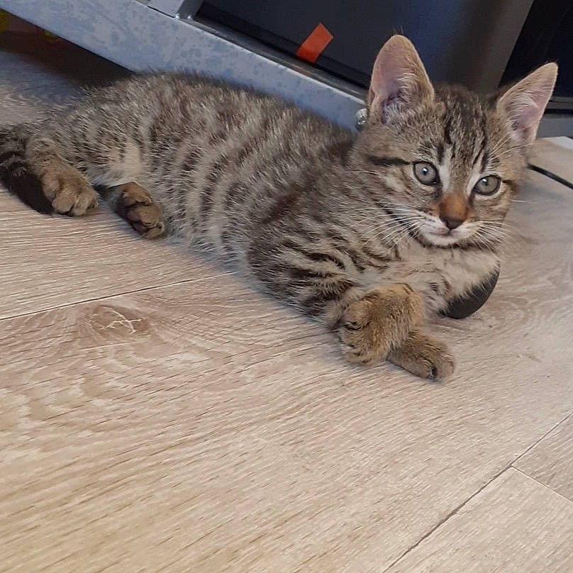 Mars a rejoint le concours — aidez-le/la à gagner de superbes lots ! arabian_mau, asian, australian_mist, bengal, california_spangled, carnivore, cat, domestic_short_haired_cat, dragon_li, egyptian_mau, european_shorthair, felidae, kitten, mammal, ocicat, pixie_bob, small_to_medium_sized_cats, tabby_cat, vertebrate, whiskers