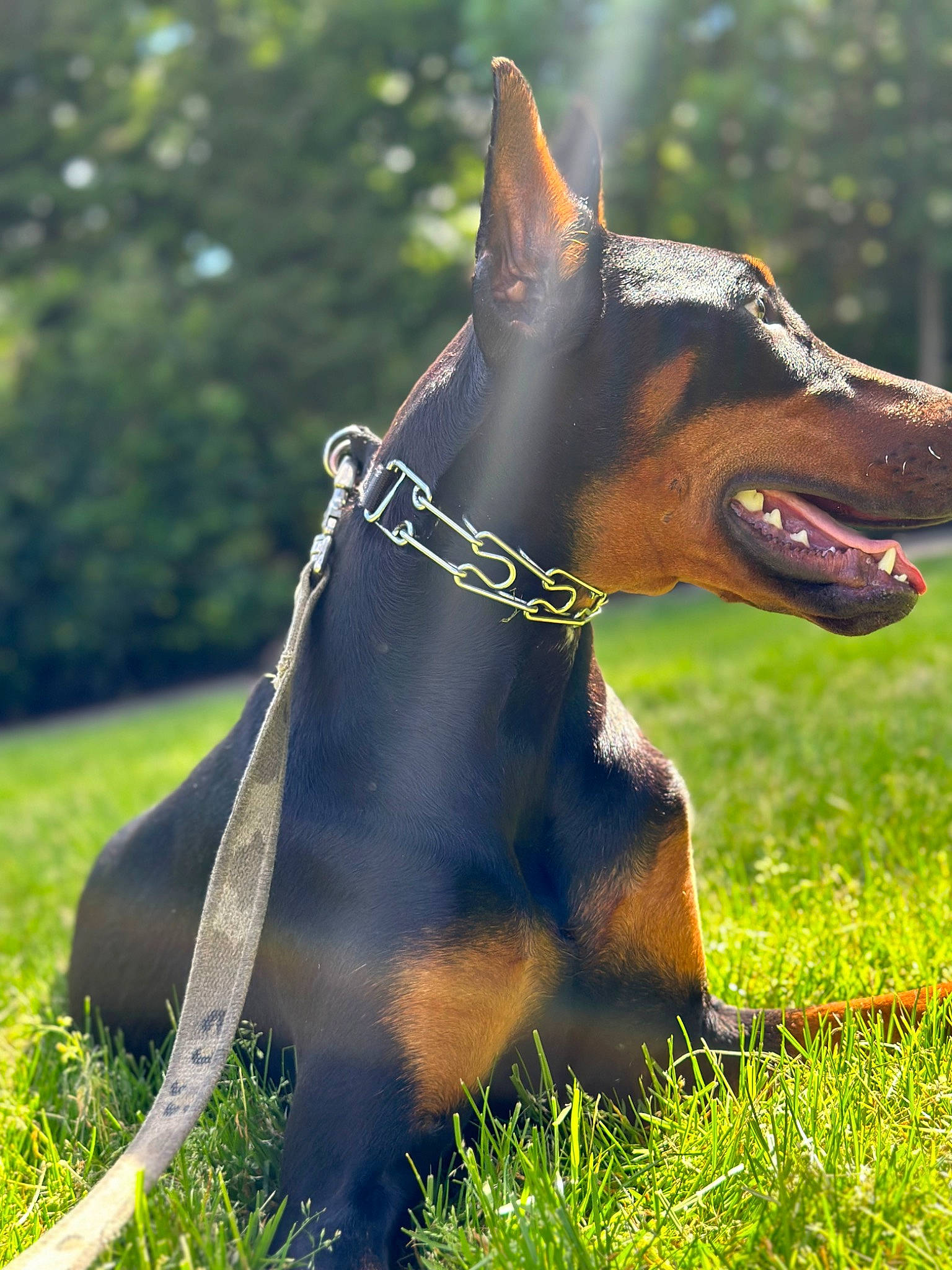 Reeses And Kit Kat joined the competition — help win amazing prizes! canidae, carnivore, collar, companion_dog, dobermann, dog, dog_breed, dog_supply, fawn, grass, guard_dog, liver, plant, snout, sporting_group, terrestrial_animal, tree, whiskers, working_animal, working_dog