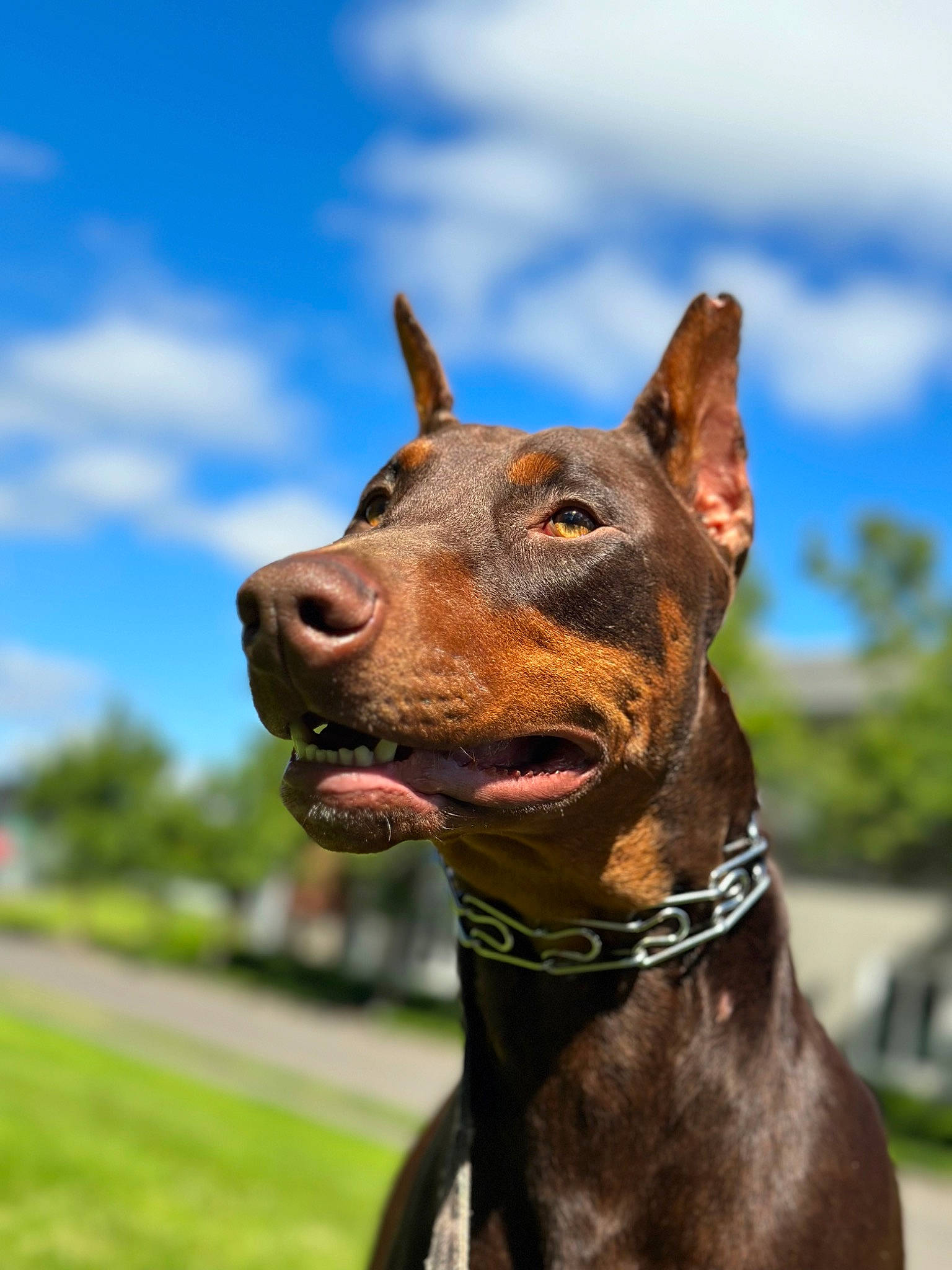 Reeses And Kit Kat joined the competition — help win amazing prizes! canidae, carnivore, cloud, collar, companion_dog, dog, dog_breed, dog_collar, fashion_accessory, fawn, grass, head, liver, sculpture, sky, snout, sporting_group, street_light, whiskers, working_animal