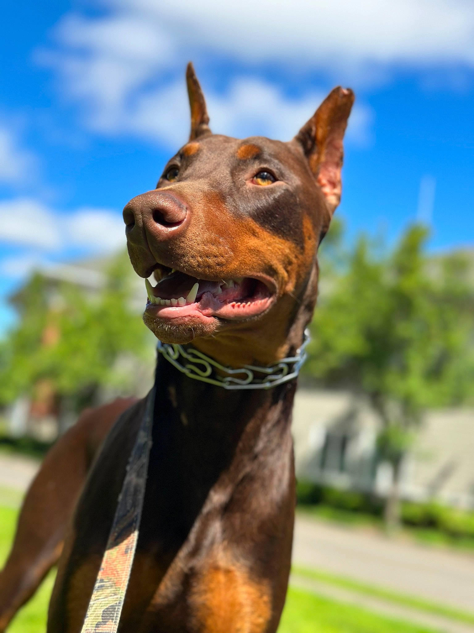 Reeses And Kit Kat joined the competition — help win amazing prizes! art, canidae, carnivore, cloud, collar, dobermann, dog, dog_breed, dog_collar, fashion_accessory, fawn, liver, pet_supply, sculpture, sky, snout, sporting_group, tree, whiskers, working_animal