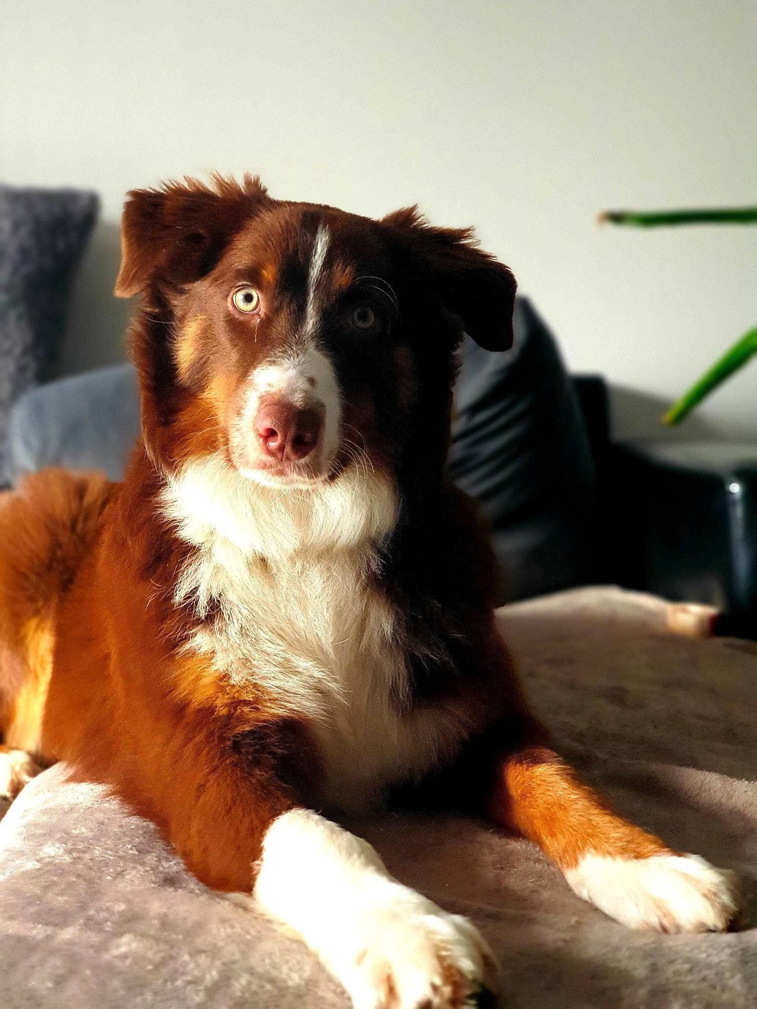 Layco participe au concours pour gagner de l'argent avec cette photo : australian_collie, australian_shepherd, ball, border_collie, bored, canidae, carnivore, companion_dog, dog, dog_breed, fur, herding_dog, houseplant, snout, sporting_group, terrestrial_animal, whiskers, working_animal, working_dog