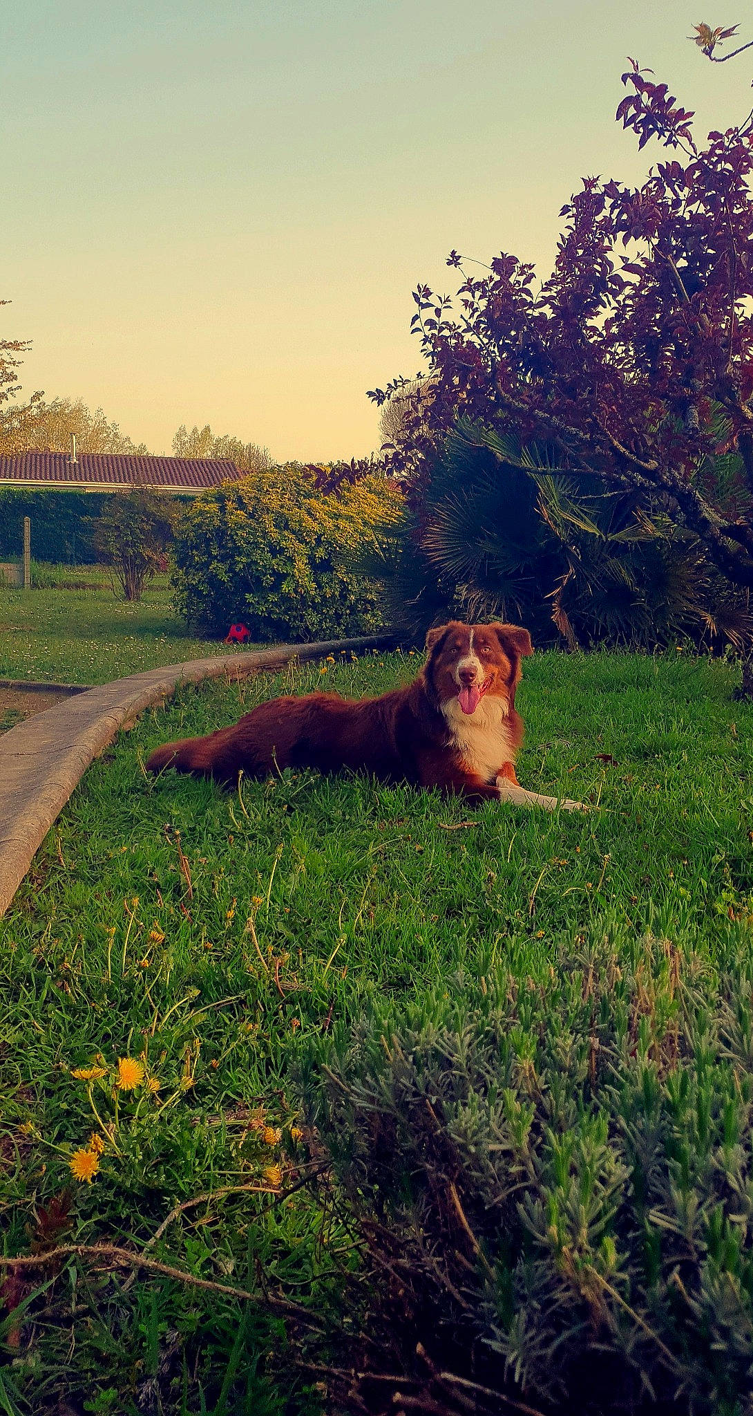 Layco a rejoint le concours — aidez-le/la à gagner de superbes lots ! carnivore, companion_dog, dog, dog_breed, fawn, grass, grassland, happy, landscape, leaf, meadow, natural_landscape, people_in_nature, plant, prairie, sky, sunglasses, tail, tints_and_shades, tree