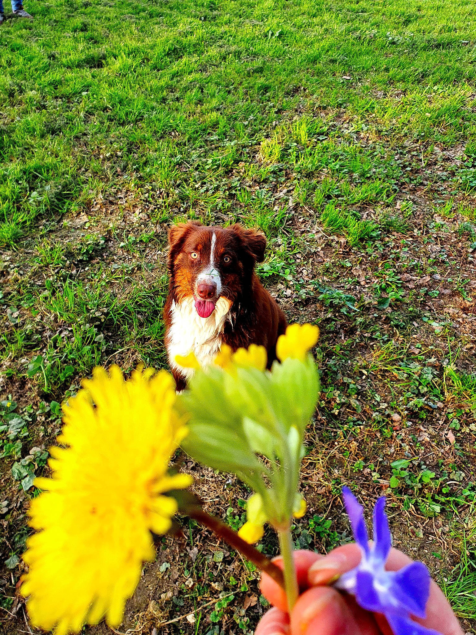 Layco participe au concours pour gagner de l'argent avec cette photo : annual_plant, botany, carnivore, companion_dog, dog, dog_breed, fawn, flower, flowering_plant, grass, groundcover, herbaceous_plant, lawn, leaf, meadow, people_in_nature, petal, plant, sporting_group, terrestrial_plant