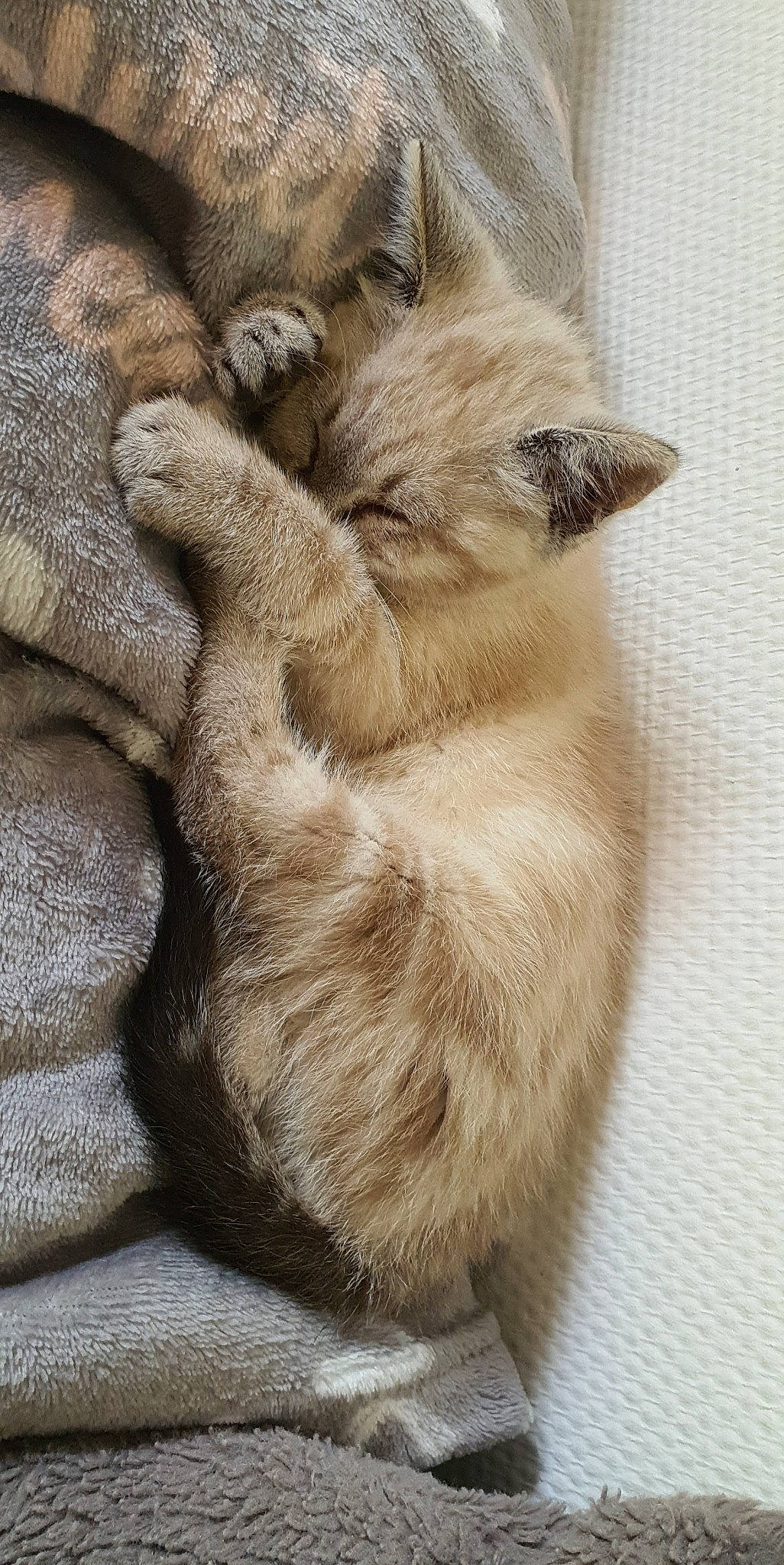 Rosie a rejoint le concours — aidez-le/la à gagner de superbes lots ! carnivore, cat, claw, comfort, domestic_short_haired_cat, fawn, felidae, fur, gesture, nap, paw, sleep, small_to_medium_sized_cats, snout, tail, terrestrial_animal, whiskers, wildlife, wrinkle