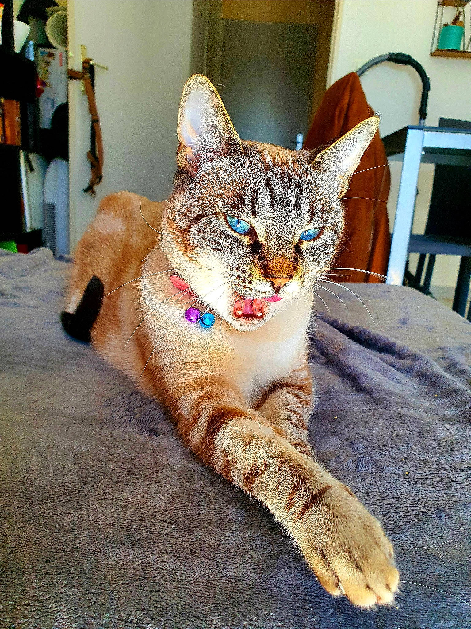 Rosie participe au concours pour gagner de l'argent avec cette photo : carnivore, cat, claw, comfort, domestic_short_haired_cat, door, eye, fawn, felidae, flooring, foot, fur, linens, paw, sitting, small_to_medium_sized_cats, snout, tail, terrestrial_animal, whiskers