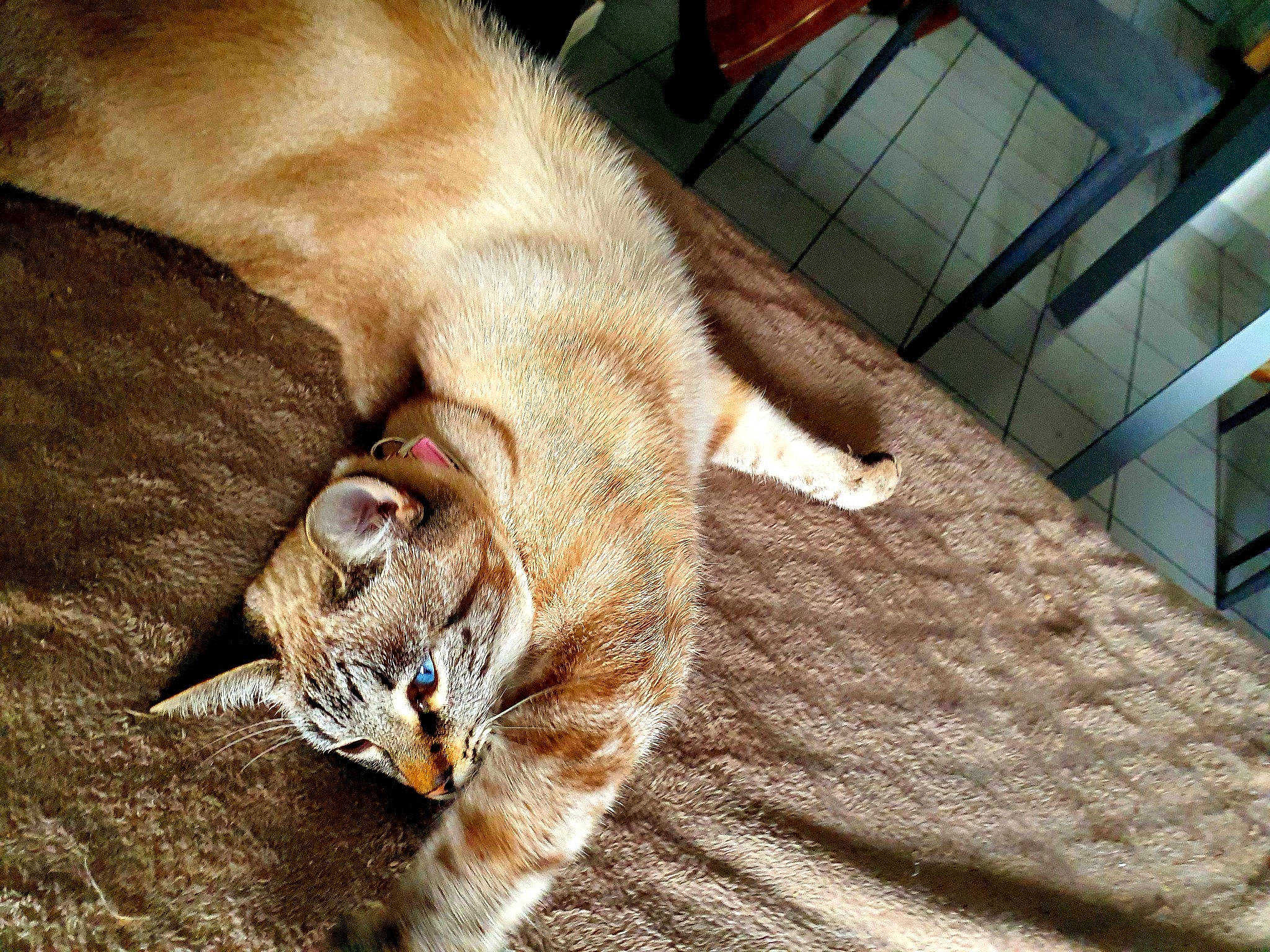 Rosie a rejoint le concours — aidez-le/la à gagner de superbes lots ! canidae, carnivore, cat, chair, claw, comfort, dog_breed, domestic_short_haired_cat, fawn, felidae, flooring, fur, hardwood, paw, small_to_medium_sized_cats, snout, tail, terrestrial_animal, whiskers, wood