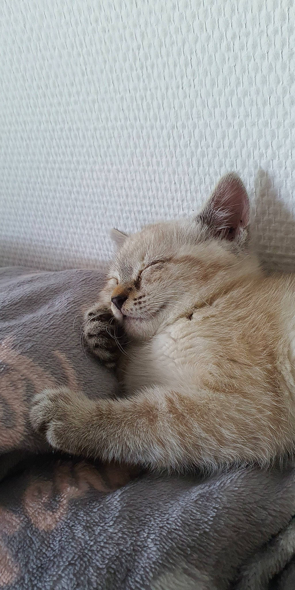 Rosie a rejoint le concours — aidez-le/la à gagner de superbes lots ! birman, british_longhair, carnivore, cat, claw, comfort, domestic_short_haired_cat, fawn, felidae, fur, grey, paw, small_to_medium_sized_cats, snout, tail, terrestrial_animal, whiskers, wood