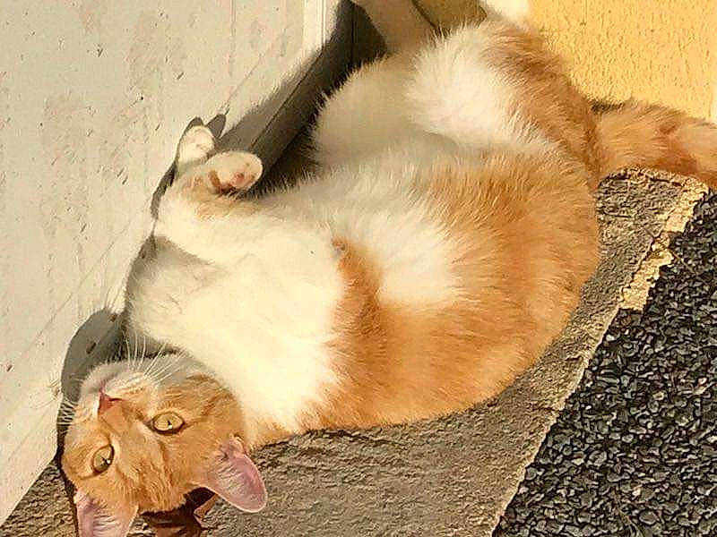 Kiarra a rejoint le concours — aidez-le/la à gagner de superbes lots ! canidae, carnivore, cat, claw, dog_breed, domestic_short_haired_cat, fawn, felidae, flooring, foot, fur, paw, small_to_medium_sized_cats, soil, sporting_group, tail, terrestrial_animal, thai, whiskers, wood