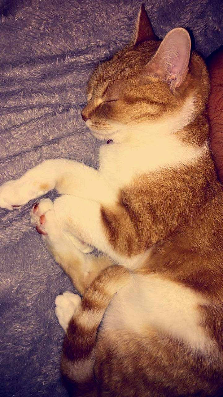 Kiarra participe au concours pour gagner de l'argent avec cette photo : carnivore, cat, claw, cloud, comfort, domestic_short_haired_cat, eye, fawn, felidae, foot, fur, mammal, paw, sky, small_to_medium_sized_cats, snout, tail, terrestrial_animal, vertebrate, whiskers