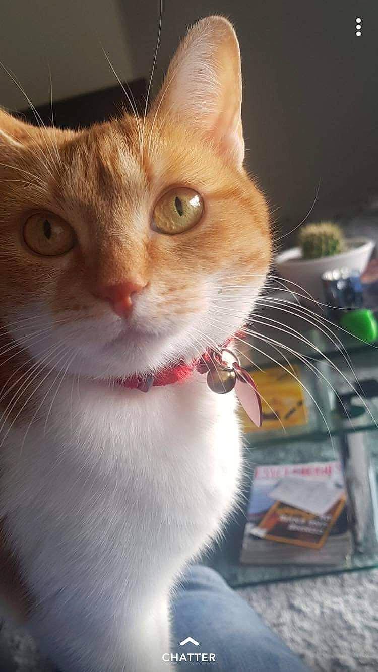 Kiarra participe au concours pour gagner de l'argent avec cette photo : carnivore, cat, claw, collar, domestic_short_haired_cat, ear, fawn, felidae, fur, paw, pet_supply, plant, small_to_medium_sized_cats, snout, tail, whiskers, window