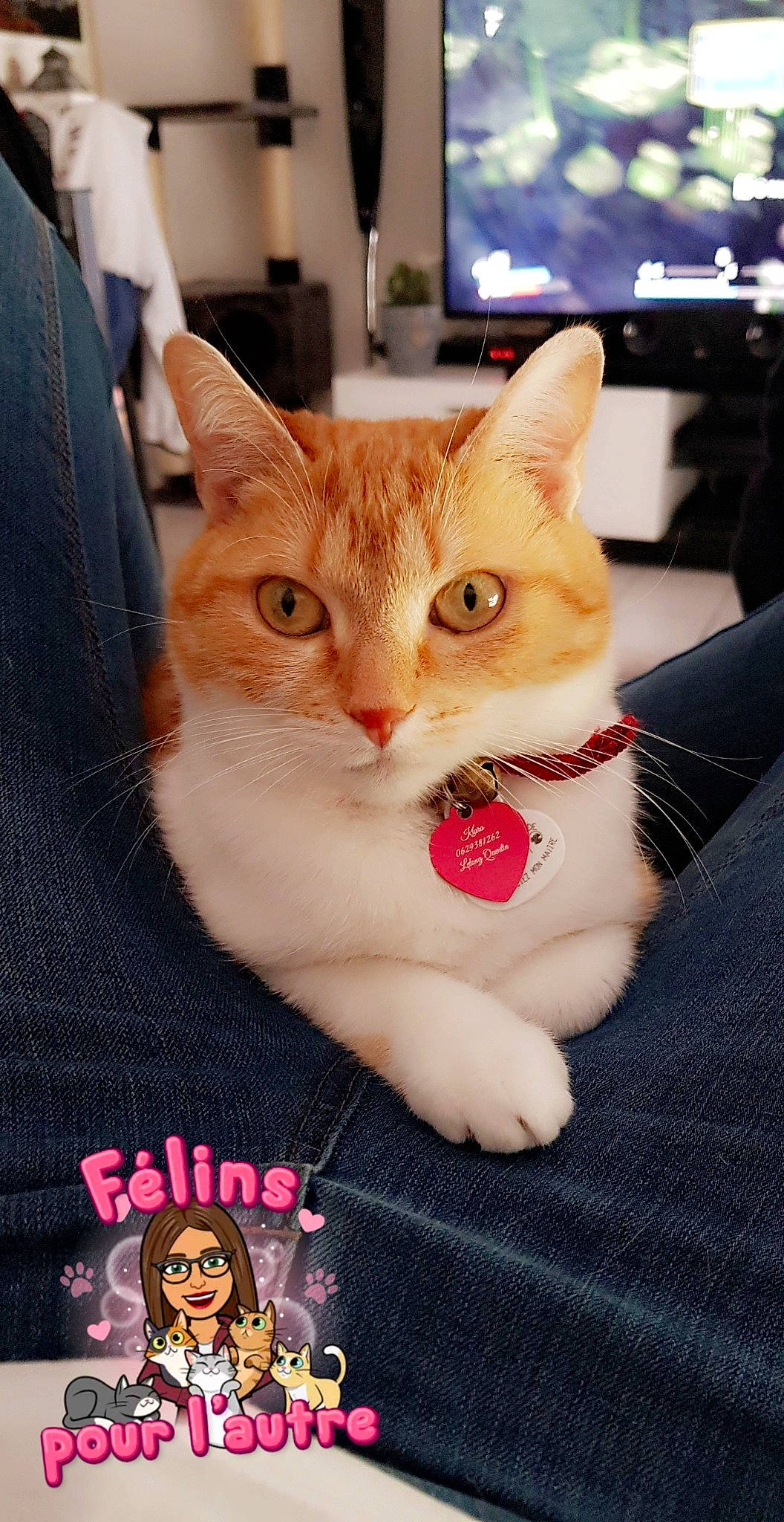 Kiarra a rejoint le concours — aidez-le/la à gagner de superbes lots ! cable_television, carnivore, cat, domestic_short_haired_cat, eye, eyelash, fawn, felidae, fur, gesture, home_appliance, human_leg, led_backlit_lcd_display, nail, paw, photo_caption, small_to_medium_sized_cats, snout, television, whiskers