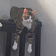 Junior joined the competition — help win amazing prizes! animal, cat, chair, curious, cute, dangling_legs, domestic, ears, feline, indoor, lounging, pet, relaxed, resting, tabby, texture, wall, whiskers, white_paws, wooden_chair