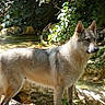 Ares participe au concours pour gagner de l'argent avec cette photo : dog, canine, wildlife, forest, nature, water, stream, rocks, greenery, outdoor, animal, fur, alert, standing, sunlight, mammal, wilderness, daylight, portrait, natural_habitat