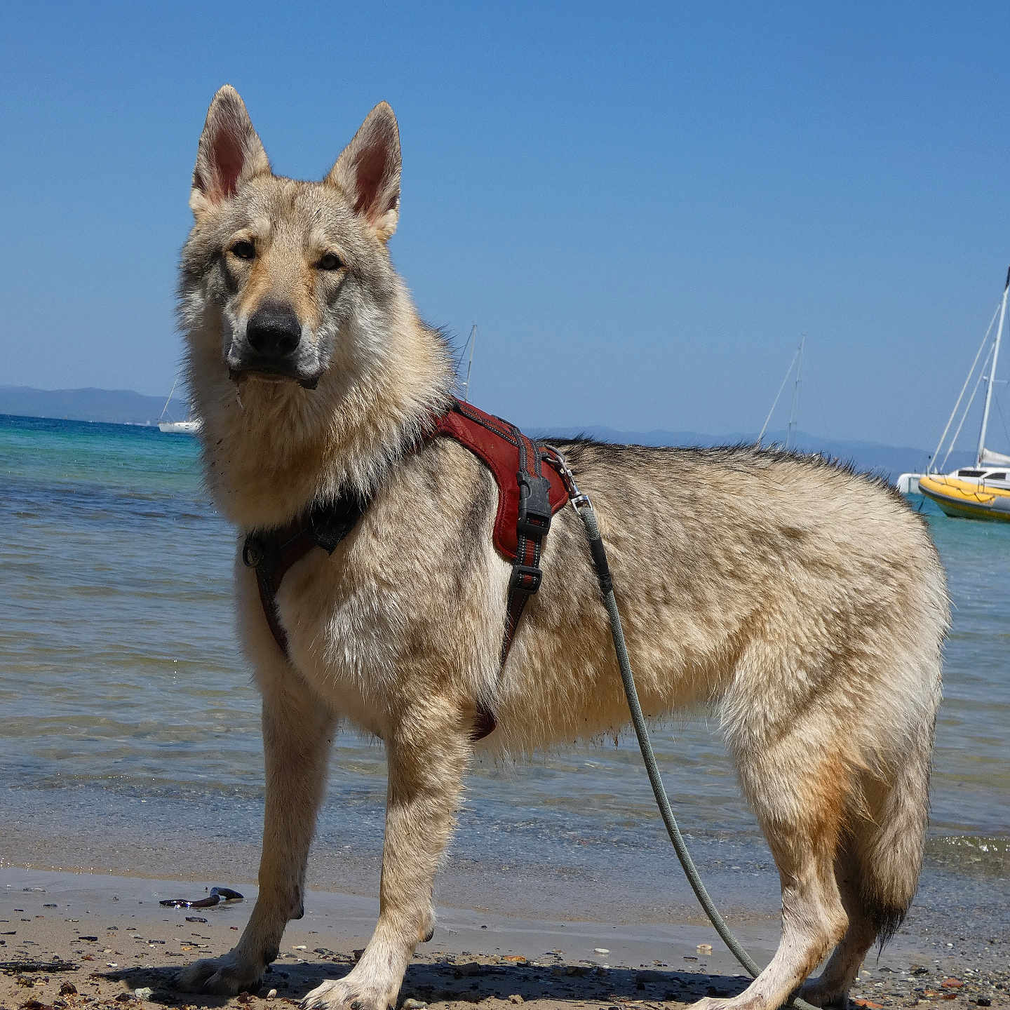 Ares participe au concours pour gagner de l'argent avec cette photo : dog, beach, sand, water, sea, sailboat, harness, animal, outdoor, nature, sky, canine, leash, summer, vacation, pet, shore, blue_sky, standing, daytime