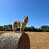 dog, hay_bale, field, grass, outdoor, sunny, blue_sky, canine, animal, nature, rural, standing, tongue_out, daytime, trees, landscape, pet, mammal, agriculture, farm
