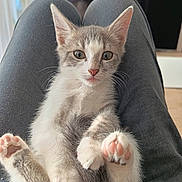 Billy a rejoint le concours — aidez-le/la à gagner de superbes lots ! kitten, cat, gray_and_white, sitting, lap, paws, toe_beans, pink_nose, whiskers, ears, eyes, fur, pet, indoor, portrait, close_up, cute, adorable, home, human_legs