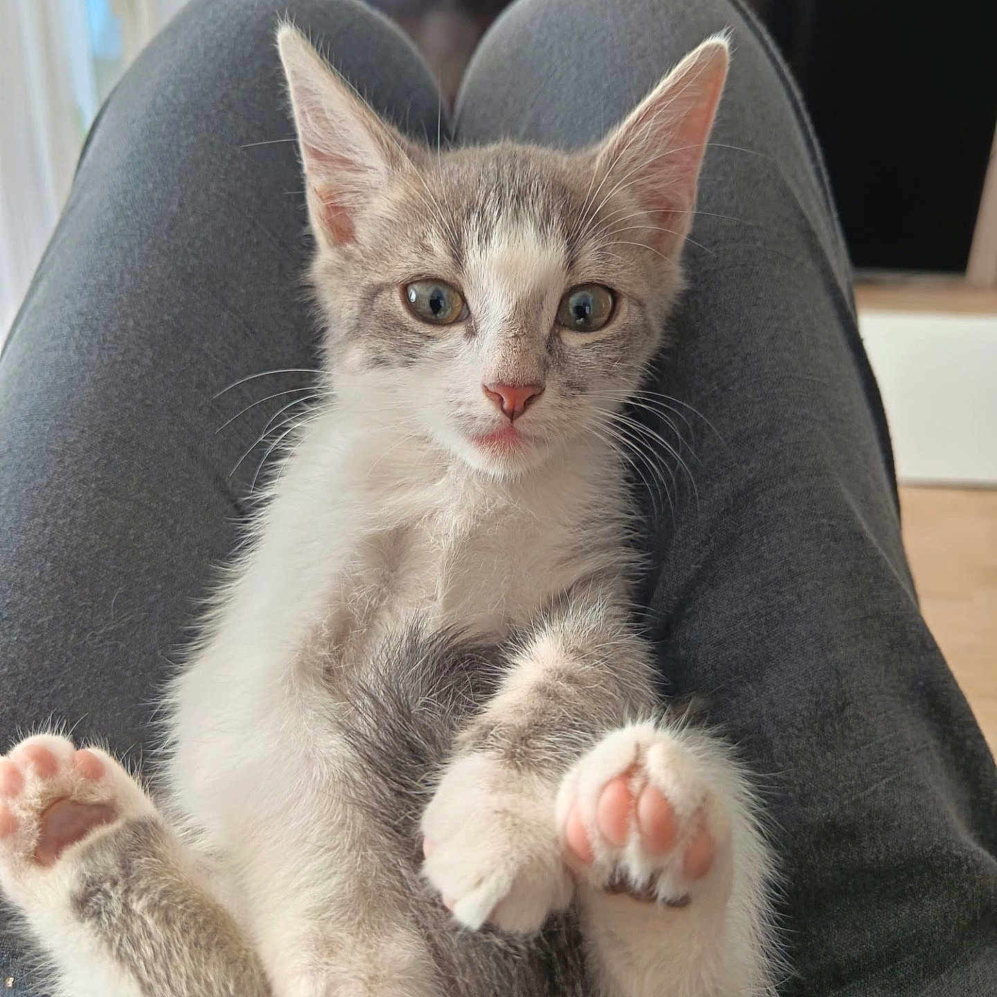 Billy a rejoint le concours — aidez-le/la à gagner de superbes lots ! kitten, cat, gray_and_white, sitting, lap, paws, toe_beans, pink_nose, whiskers, ears, eyes, fur, pet, indoor, portrait, close_up, cute, adorable, home, human_legs