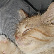 Toenail joined the competition — help win amazing prizes! animal, cat, close_up, cozy, cute, domestic_cat, face, feline, fur, indoor, kitten, orange_tabby, paw, pet, relaxed, resting, sleeping, soft, whiskers, young_cat