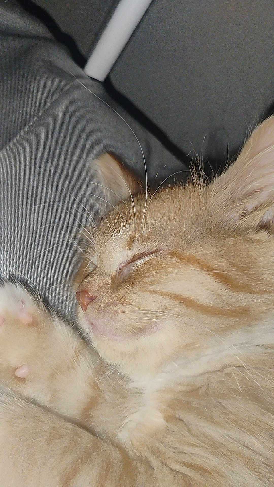 Toenail joined the competition — help win amazing prizes! animal, cat, close_up, cozy, cute, domestic_cat, face, feline, fur, indoor, kitten, orange_tabby, paw, pet, relaxed, resting, sleeping, soft, whiskers, young_cat