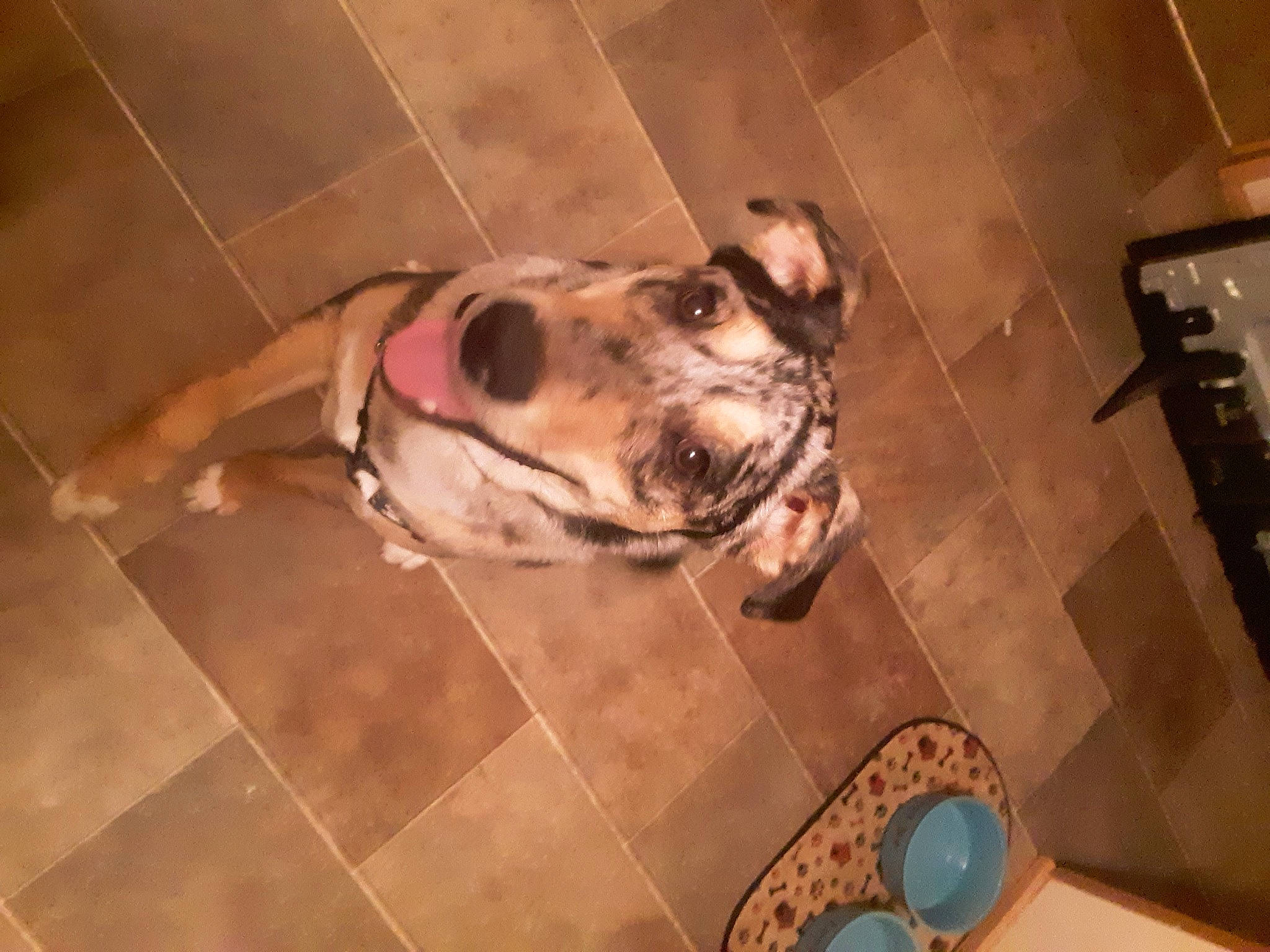 Jax is registered to the contest to win money with this photo: american_bulldog, bulldog, canidae, carnivore, companion_dog, dog, dog_breed, fawn, floor, flooring, non_sporting_group, old_english_bulldog, olde_english_bulldogge, snout, tile, valley_bulldog