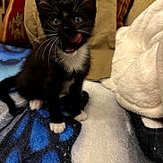 Boo a rejoint le concours — aidez-le/la à gagner de superbes lots ! cat, kitten, tuxedo_cat, black_and_white, pet, animal, sitting, open_mouth, tongue, whiskers, pointed_ears, green_eyes, portrait, indoors, blanket, bed, pillow, cozy, cute, funny