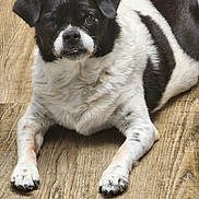 Dozer is registered to the contest to win money with this photo: dog, black_and_white, pet, laying, wooden_floor, fur, animal, cute, mischievous, domestic_animal, portrait, face, paw, looking, indoor, canine, closeup, expression, floor, whiskers