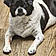 Dozer